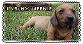 a photo of my red dachshund as a baby on the grass with the text 'I heart my weenie'
